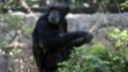 Muere primate en balacera de Texcaltitlán; también su dueño